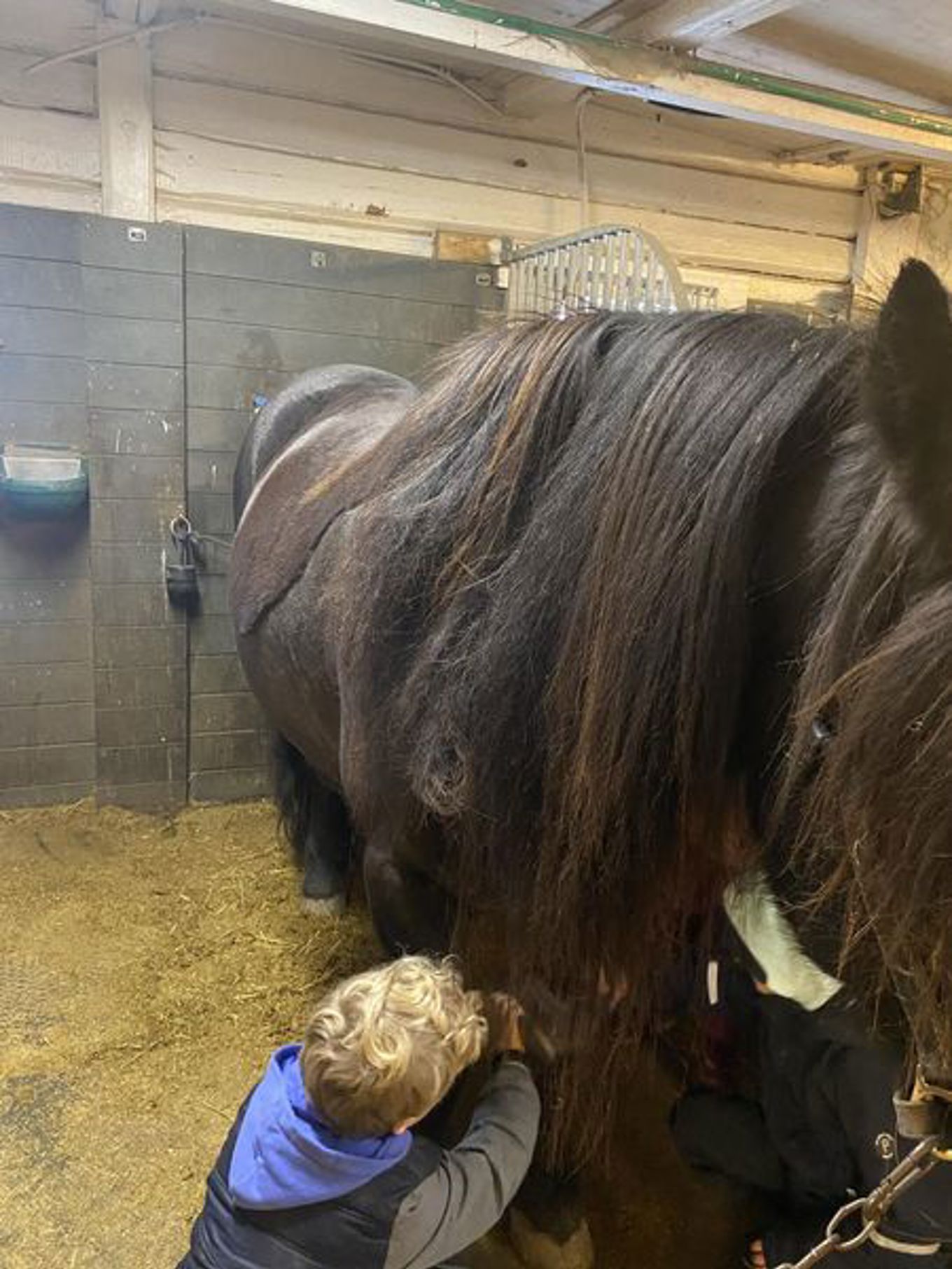 Foto: Maria Lucia Slettevold en person som ser på en hest