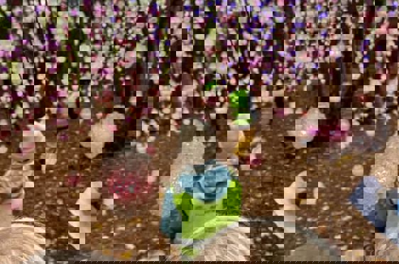 En gruppe mennesker som ser på et tre med rosa blomster