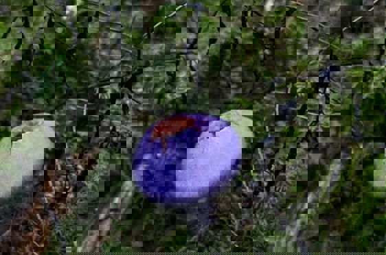 en sopp som vokser i skogen