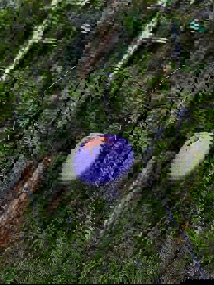 en sopp som vokser i skogen